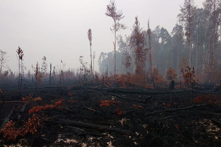 Wilayah Hutan Taman Nasional Sebangau yang hangus terbakar