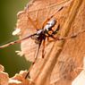 5 Laba-laba Paling Mematikan di Dunia, Gigitannya Mengandung Racun