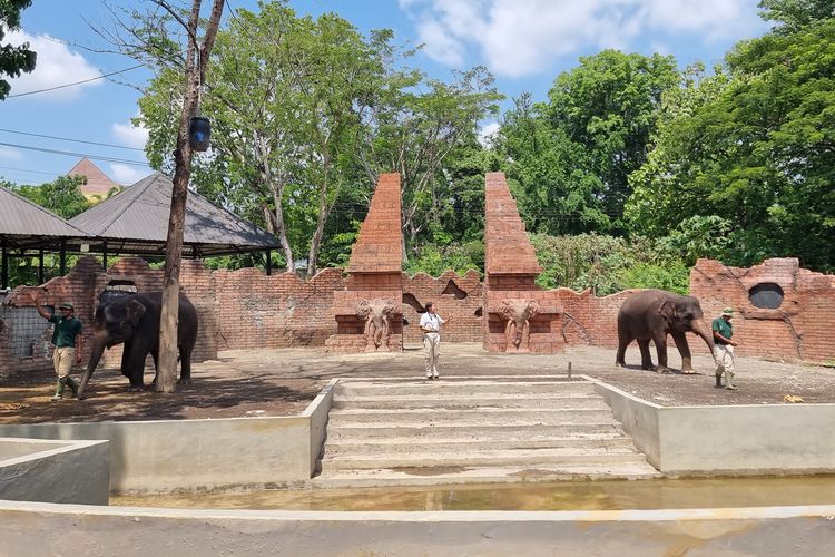 Pertunjukan Edukasi Gajah di Solo Safari, Minggu (17/12/2023).