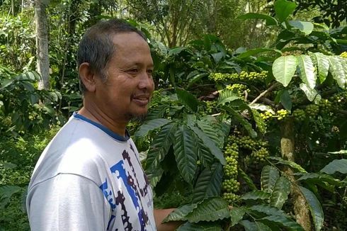 Cerita Petani Kopi di Lereng Gunung Merapi, Erupsi Jadi Berkah
