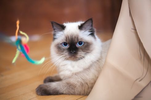 Cara Tepat Membersihkan Rumah Saat Kucing Terinfeksi Ringworm
