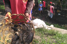 Ribuan Ikan Sapu-sapu Mati di Sungai, Dinas LH Kediri Terjunkan Tim