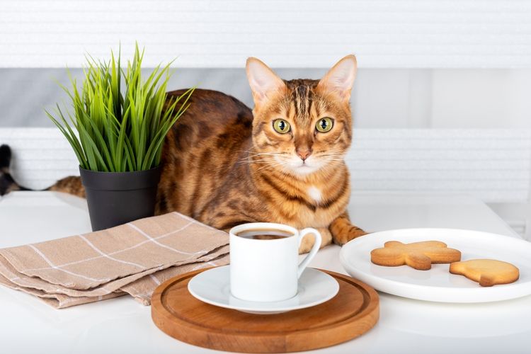 Ilustrasi kucing di meja makan, kucing naik ke meja makan. 