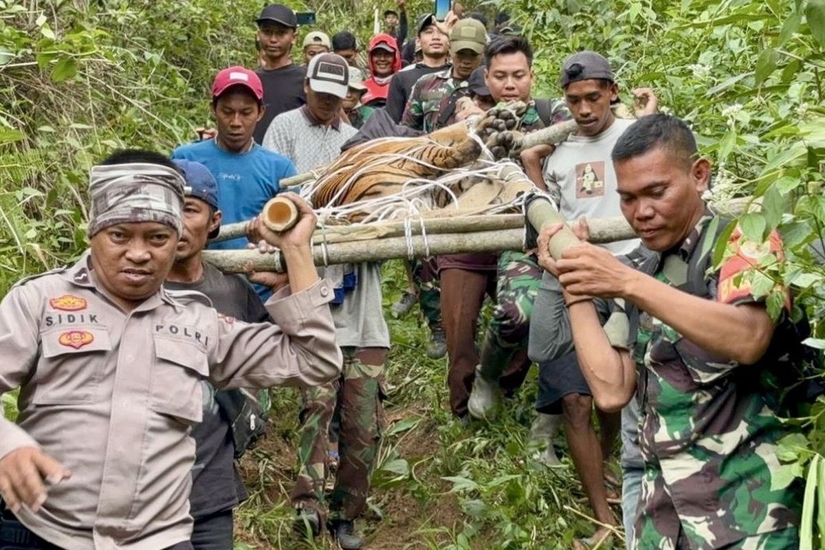 Harimau yang Masuk Jebakan di Lampung Dievakuasi, Ditandu Turun Gunung Lewati Jalan Terjal