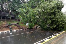 Pohon Tumbang di Seberang Istana Bogor, 2 Orang Luka-luka