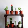 4 Tips Memilih Pot untuk Tanaman Kaktus, Jangan Asal!