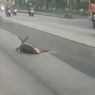 Misteri Rusa Tersesat di Jalan Pantura Semarang, Tiduran di Aspal dalam Kondisi Lemah