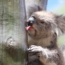 Serba-serbi Hewan: Koala Puaskan Dahaga dengan Menjilati Batang Pohon