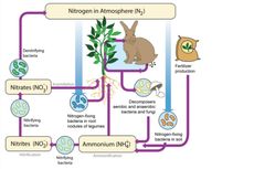 Tahapan Mineralisasi dalam Siklus Nitrogen