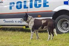 Anjing Tuli dan Setengah Buta Bantu Polisi Temukan Anak yang Hilang