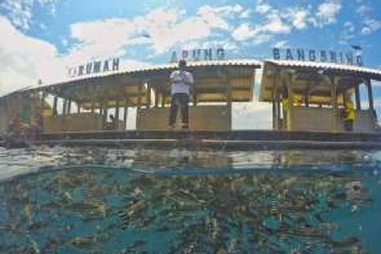 Rumah Apung Bunder Bangsring Underwater, salah satu destinasi wisata baru di Banyuwangi, Jawa Timur.
