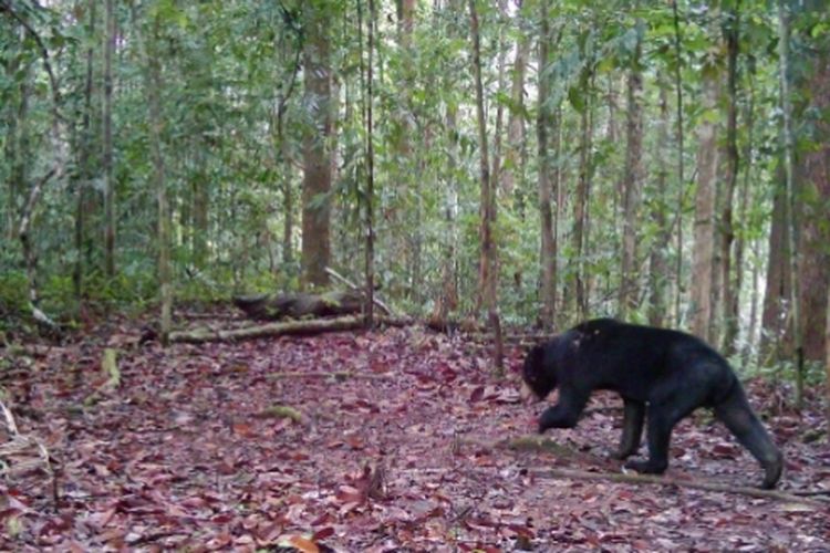 Kamera jebak menangkap gambar Beruang Madu di bentang alam Wehea-Kelay