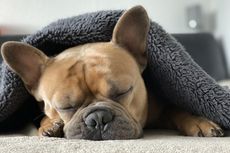 Penyebab Anjing Kejang Saat Tidur