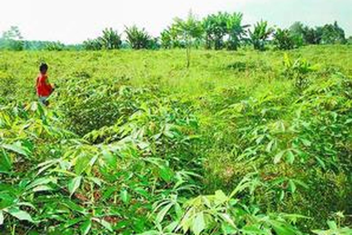 Ilustrasi: Kebun singkong