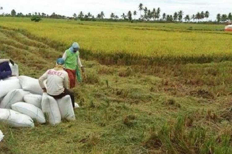 Petani sedang beristirahat usai memanen padi 