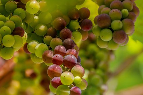 Hal Penting yang Perlu Diperhatikan dalam Merawat Tanaman Anggur