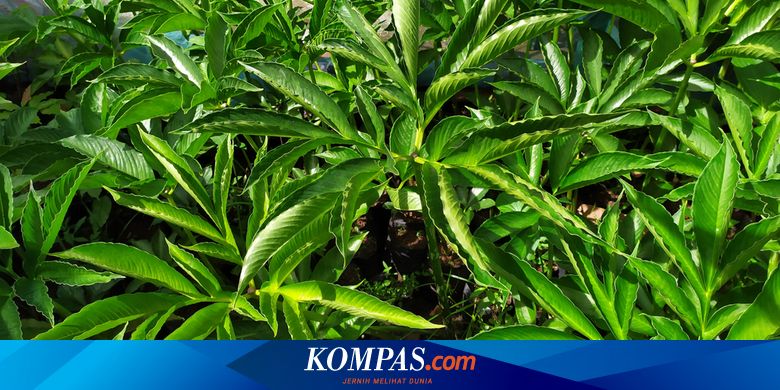 [TREN BISNIS KOMPASIANA] Porang Primadona Dunia | Mengenang Kejayaan Bisnis Gula Indonesia | Strategi Bisnis Usai Pandemi - Kompas.com - Kompas.com
