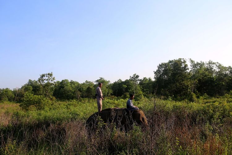 Mahout di Elephant Response Unit melakukan monitoring pergerakan gajah Sumatera (Elephas maximus sumatranus) liar di kawasan Taman Nasional Way Kambas, Lampung Timur, Minggu (30/7/2017). Gajah-gajah jinak milik Elephant Response Unit dilatih untuk digunakan mengatasi konflik gajah liar dengan warga di sekitar kawasan hutan Taman Nasional Way Kambas. 