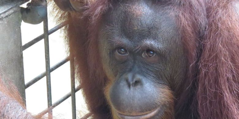 Cara Pelestarian  In Situ  Pada Orangutan Dilakukan  Dengan  