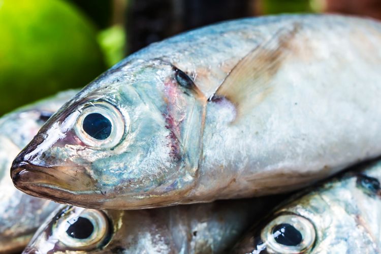 Ilustrasi ikan segar. 