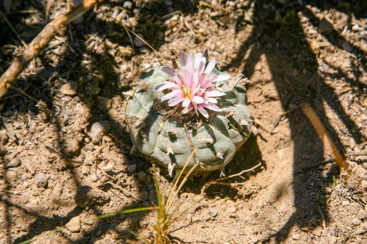 Ilustrasi kaktus Peyote (Lophophora williamsii), salah satu tanaman yanng dapat memengaruhi pikiran.