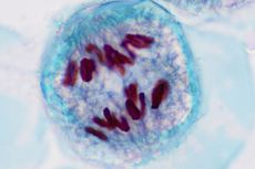 Apa Perbedaan Mitosis dan Meiosis?