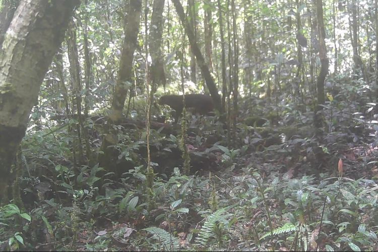 Mengenal Kucing Merah Kalimantan, Hewan Misterius yang Akhirnya Terekam Kamera Setelah 20 Tahun Tak Tampak