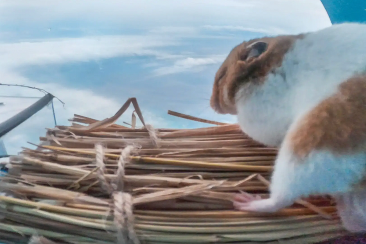 Hamster sanggup bertahan hidup di atas stratosfer