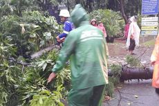 Hujan Disertai Angin Kencang Sebabkan Pohon dan BTS Tumbang di Jakarta Timur