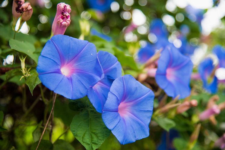 Ilustrasi bunga morning glory berwarna biru