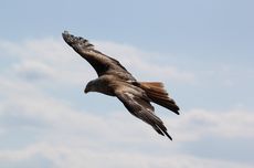 Bagaimana Tubuh Burung Dapat Menahan Terpaan Angin?