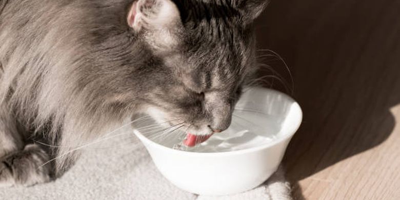 ilustrasi penyebab dehidrasi pada kucing.