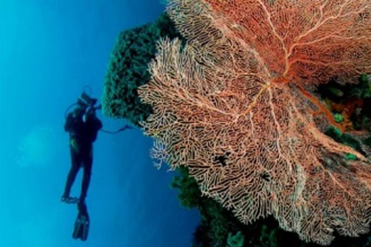 Surga bawah laut di Taman Nasional Wakatobi, Sulawesi Tenggara.