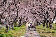Quadragesima dan Sakura