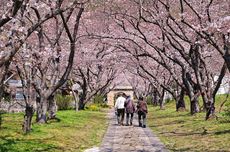 Apa Itu Hanami dan Etika Wisatawan Saat Menikmati Sakura?