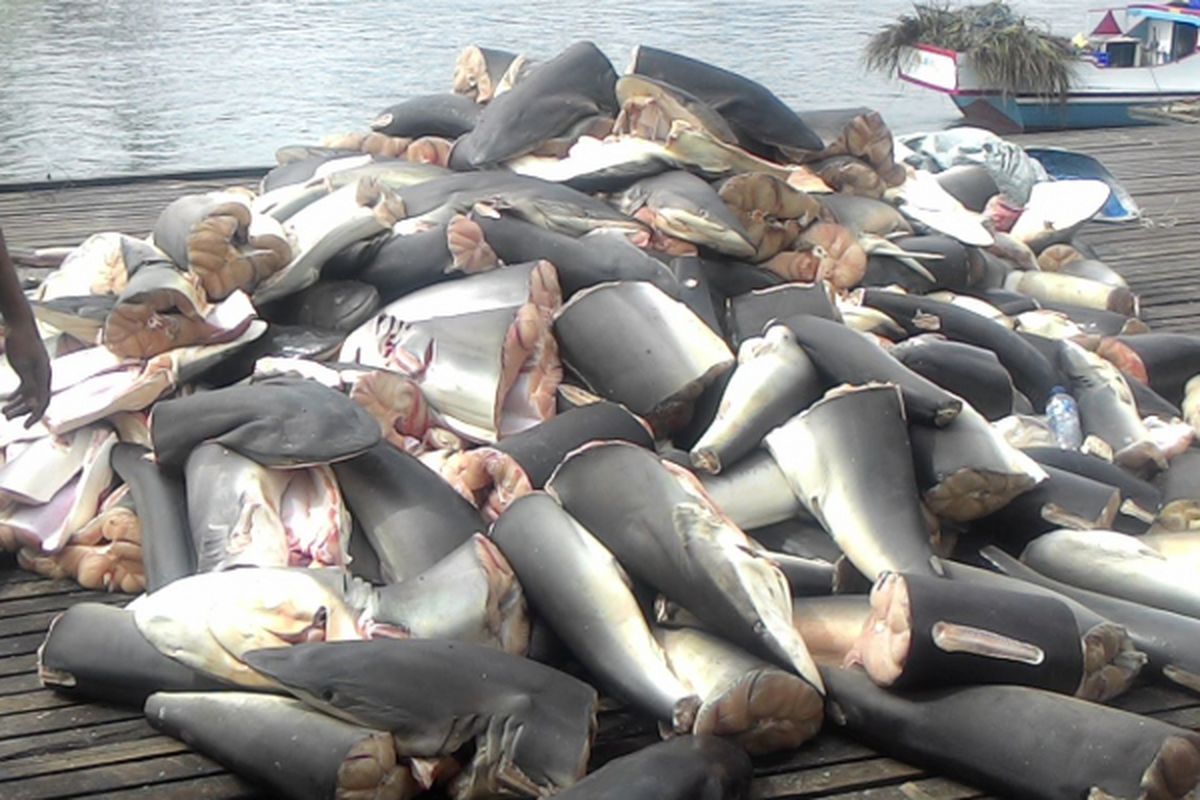 Hiu dari subkeluarga Carcharhinus merupakan yang paling banyak ditangkap di perairan antara Sulawesi dan Kalimantan. Hiu yang keluar lewat Balikpapan tercatat sudah lebih dari 10.000 ekor hiu tangkapan di 2017 lalu.