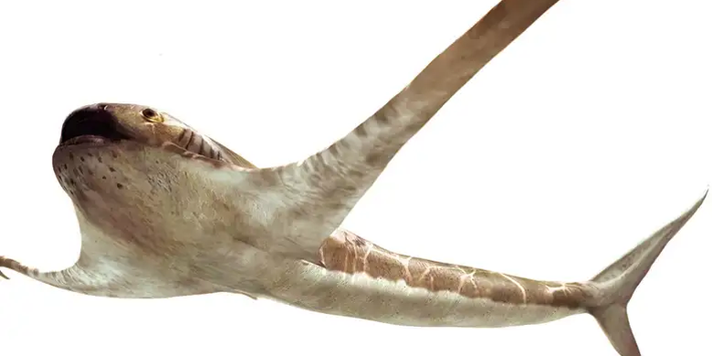 Ilustrasi Aquilolamna milarcae, hiu dengan bentuk fisik menyerupai pari manta.