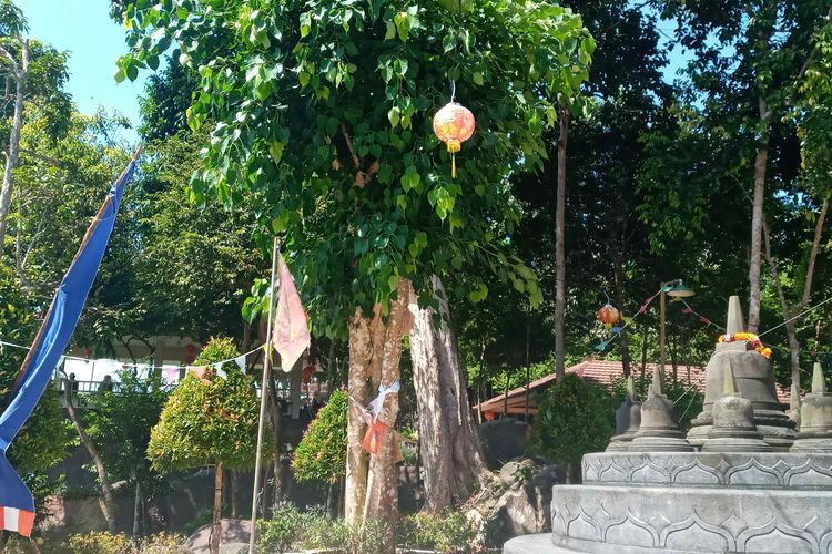 Pohon bodhi yang tumbuh di samping Pagoda Nusantara, Bangka, Senin (16/5/2022).