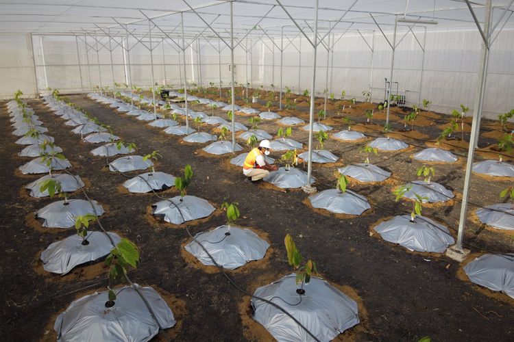 Fasilitas Greenhouse pada PCTC memiliki fungsi pengaturan jumlah air, cahaya, dan pupuk untuk meneliti kondisi terbaik pada penanaman kakao.