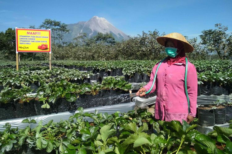 Seorang petani menyiram tanaman strawberry akibat terdampak abu vulkanik Gunung Merap, Jumat, (1/6/2018).