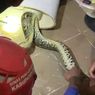 Berawal Dengar Suara Benda Jatuh Malam Hari, Warga Cibinong Temukan Ular Sanca di Kloset Kamar Mandi