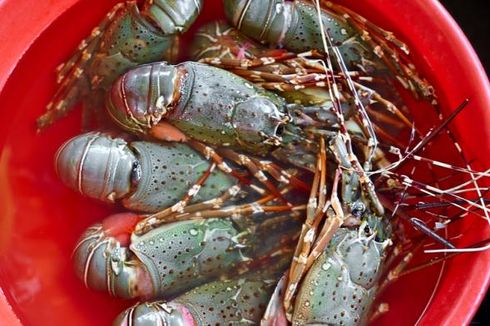 Bibit Lobster Dijual ke Vietnam, Ekspor Lobster Indonesia Kian Menurun