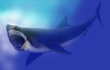 Ilustrasi Megalodon, hiu purba, hiu raksasa, hewan laut purba.