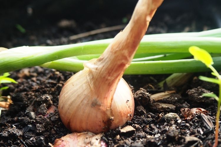 Ilustrasi menanam bawang merah