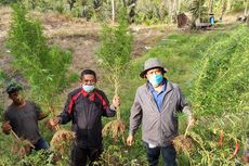 Seorang Pria Tanam 50 Batang Ganja di Kebun Cabai, Terancam 20 Tahun Penjara