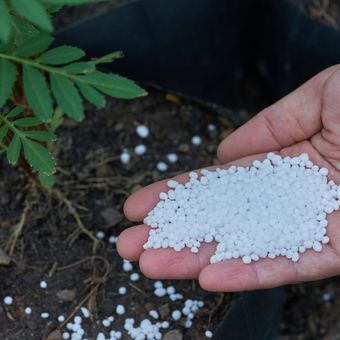 Ilustrasi pupuk urea, pemberian pupuk urea pada tanaman.