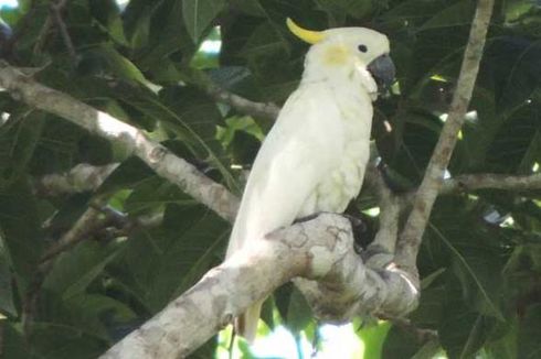 Tertarik Mengamati Burung? Datanglah ke Flores