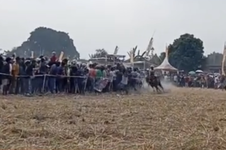 Lansia Tertabrak Kuda Saat Nonton Pacuan Kuda di Lumajang