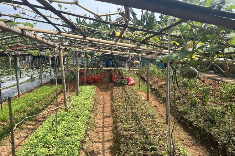 Ketahanan Pangan di Permukiman Warga Jakbar, Begini Cara Kasmin Rawat Kebun