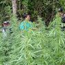 Tak Cuma Semeru, Penemuan Ladang Ganja di Taman Nasional Juga Pernah Terjadi di Gunung Leuser